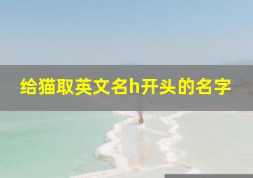 给猫取英文名h开头的名字