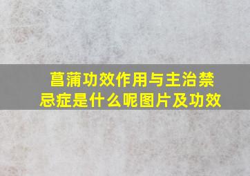 菖蒲功效作用与主治禁忌症是什么呢图片及功效