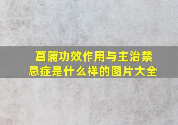 菖蒲功效作用与主治禁忌症是什么样的图片大全