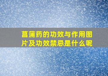 菖蒲药的功效与作用图片及功效禁忌是什么呢