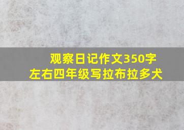 观察日记作文350字左右四年级写拉布拉多犬