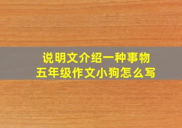 说明文介绍一种事物五年级作文小狗怎么写