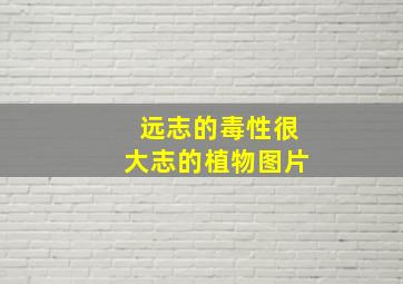 远志的毒性很大志的植物图片