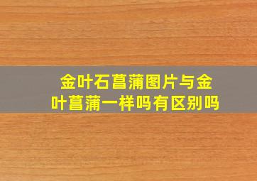 金叶石菖蒲图片与金叶菖蒲一样吗有区别吗