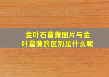 金叶石菖蒲图片与金叶菖蒲的区别是什么呢