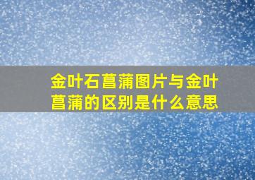 金叶石菖蒲图片与金叶菖蒲的区别是什么意思