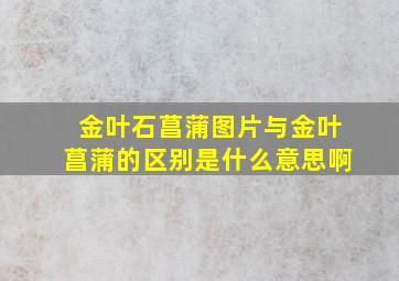 金叶石菖蒲图片与金叶菖蒲的区别是什么意思啊