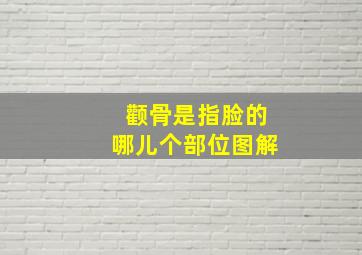 颧骨是指脸的哪儿个部位图解