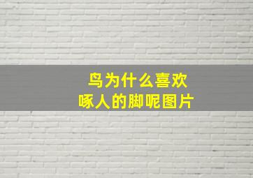 鸟为什么喜欢啄人的脚呢图片