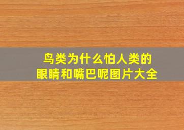 鸟类为什么怕人类的眼睛和嘴巴呢图片大全