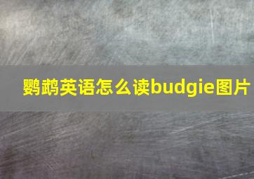 鹦鹉英语怎么读budgie图片