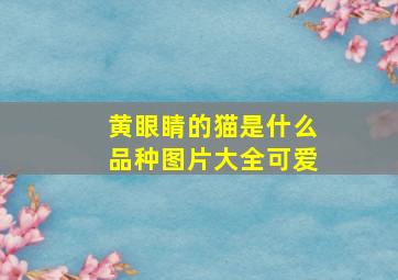 黄眼睛的猫是什么品种图片大全可爱